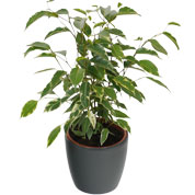 Ficus Golden King + Cachep Antracite